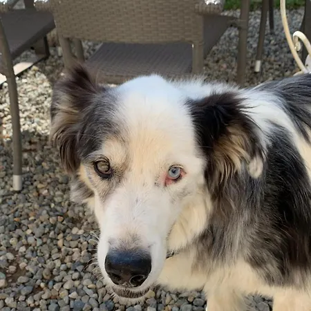 Del 2* Ceresole Reale